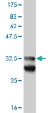Monoclonal Anti-EFHD1 antibody produced in mouse
