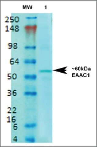 Monoclonal Anti-Eaac1-Atto 594 antibody produced in mouse
