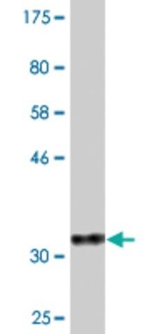 Monoclonal Anti-DYNLL2 antibody produced in mouse