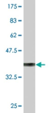 Monoclonal Anti-EDEM1, (C-terminal) antibody produced in mouse