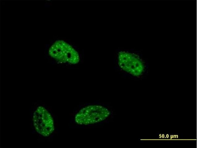 Monoclonal Anti-DUSP4 antibody produced in mouse