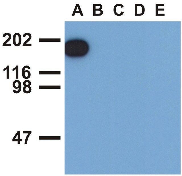Monoclonal Anti-EGFR (PhosphoTyr1173) antibody produced in mouse
