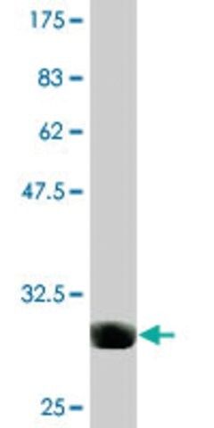 Monoclonal Anti-EDG1, (N-terminal) antibody produced in mouse
