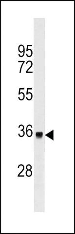 MONOCLONAL ANTI-DYT1 antibody produced in mouse