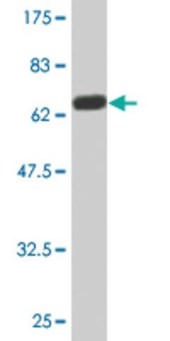 Monoclonal Anti-EGLN2 antibody produced in mouse