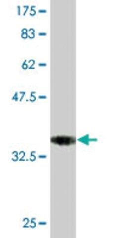 Monoclonal Anti-EBF3 antibody produced in mouse