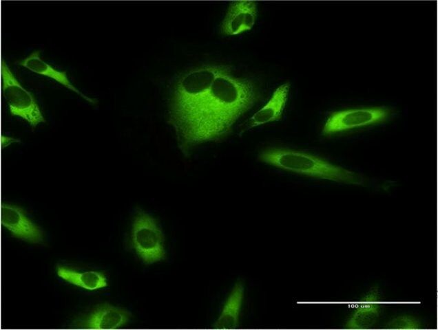 Monoclonal Anti-EEF1G antibody produced in mouse