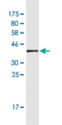 Monoclonal Anti-ELK4 antibody produced in mouse