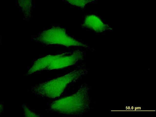Monoclonal Anti-EDIL3 antibody produced in mouse