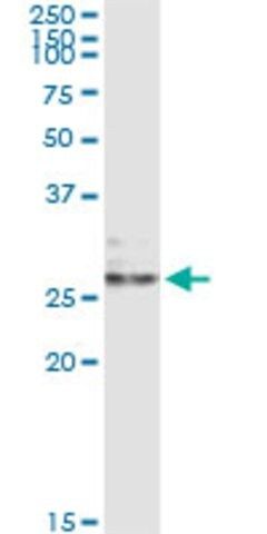 Monoclonal Anti-EFNA3 antibody produced in mouse