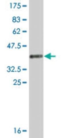 Monoclonal Anti-EIF1 antibody produced in mouse