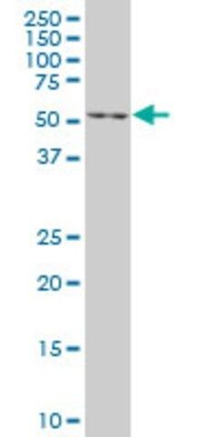 Monoclonal Anti-EN1 antibody produced in mouse