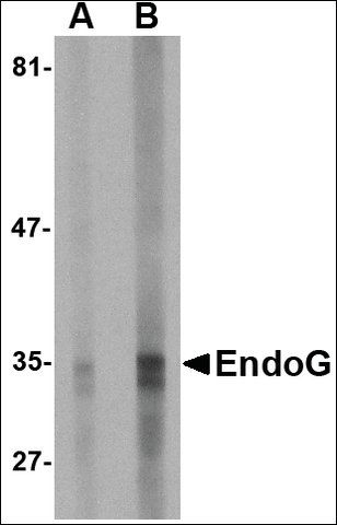 Monoclonal Anti-EndoG antibody produced in mouse