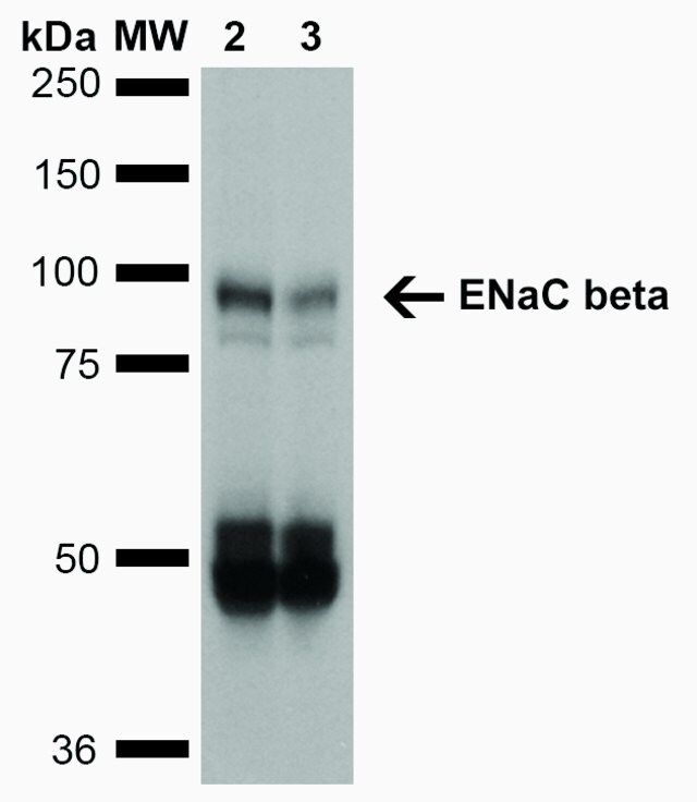 Monoclonal Anti-ENaC beta-Horseradish Peroxidase antibody produced in mouse