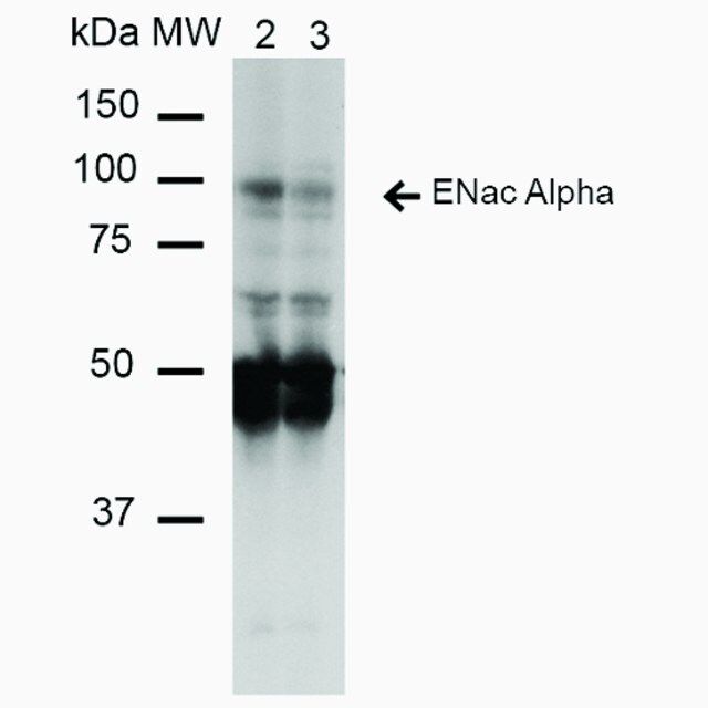 Monoclonal Anti-ENaC alpha-Horseradish Peroxidase antibody produced in mouse