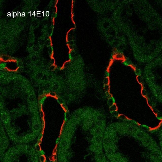 Monoclonal Anti-ENaC alpha antibody produced in mouse