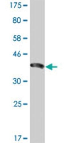 Monoclonal Anti-ENAM antibody produced in mouse