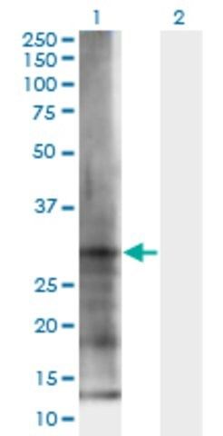 Monoclonal Anti-ELA3B antibody produced in mouse