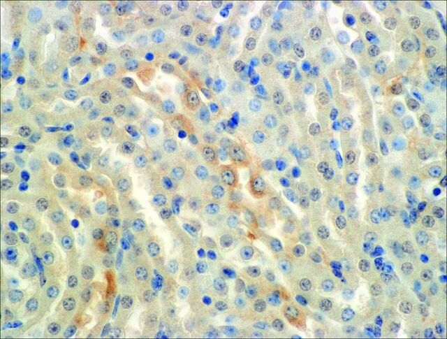 Monoclonal Anti-ENaC alpha-FITC antibody produced in mouse
