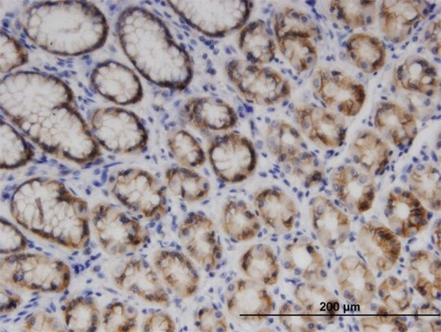 Monoclonal Anti-ENDOGL1, (C-terminal) antibody produced in mouse
