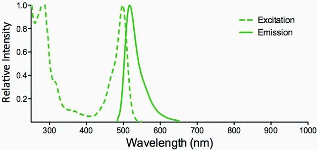 Monoclonal Anti-ENaC beta-FITC antibody produced in mouse