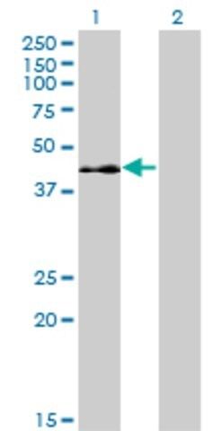 Monoclonal Anti-ELK3 antibody produced in mouse