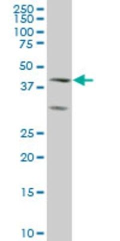 Monoclonal Anti-ELF3, (C-terminal) antibody produced in mouse