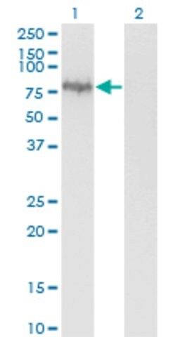 Monoclonal Anti-ENAH antibody produced in mouse