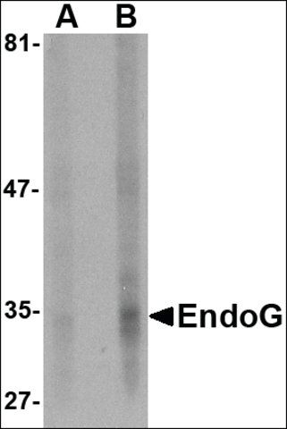 Monoclonal Anti-EndoG antibody produced in mouse