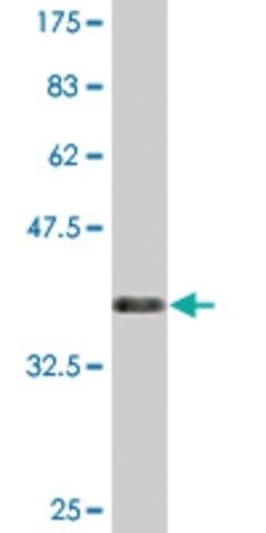 Monoclonal Anti-CLEC10A antibody produced in mouse
