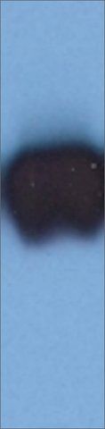 Monoclonal Anti-Cytokeratin 19 antibody produced in mouse