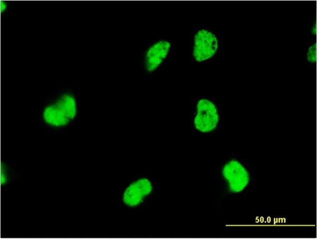 Monoclonal Anti-DAZAP1, (C-terminal) antibody produced in mouse