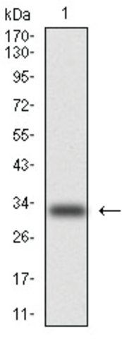 Monoclonal Anti-Cytokeratin 5 antibody produced in mouse
