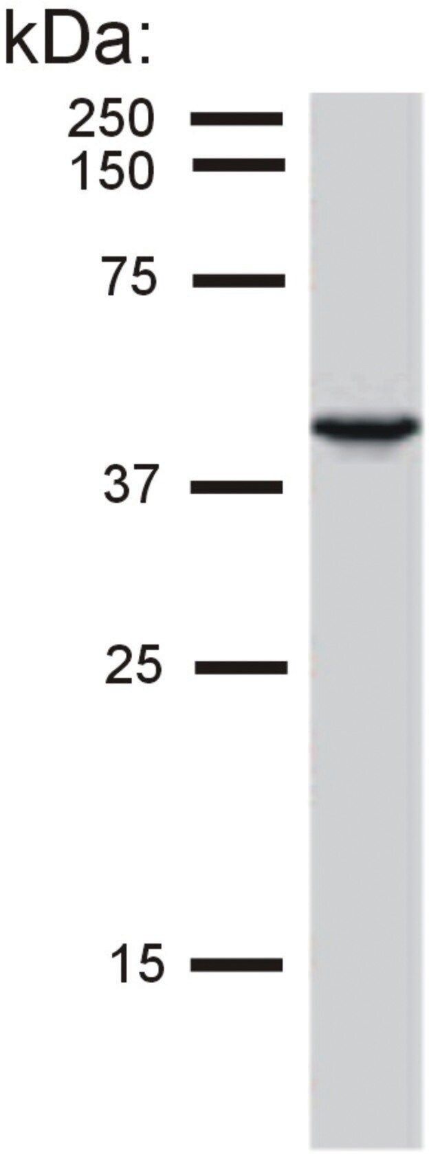Monoclonal Anti-Cytokeratin 19 antibody produced in mouse