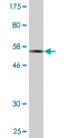 Monoclonal Anti-DAPP1 antibody produced in mouse