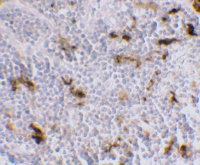 Monoclonal Anti-DC-SIGN [5D7] antibody produced in mouse