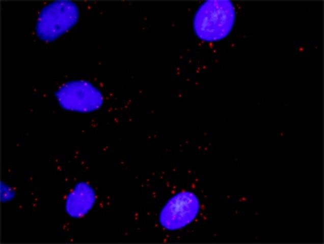 Monoclonal Anti-DAAM1, (N-terminal) antibody produced in mouse