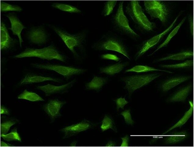 Monoclonal Anti-DAZAP2, (C-terminal) antibody produced in mouse