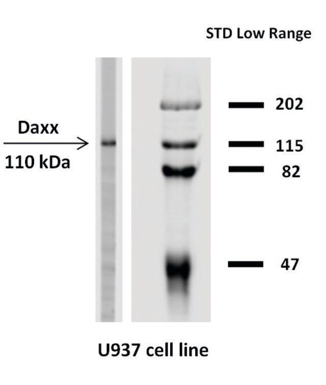 Monoclonal Anti-DAXX antibody produced in mouse