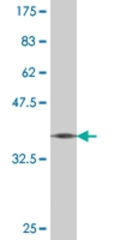 Monoclonal Anti-DCK, (C-terminal) antibody produced in mouse