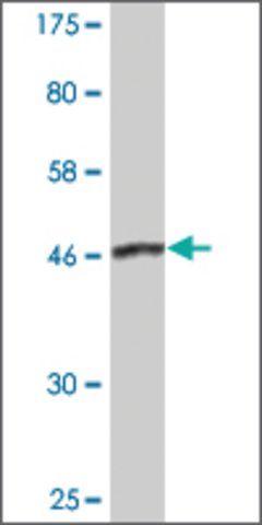 Monoclonal Anti-DCTN1 antibody produced in mouse