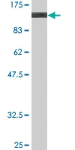 Monoclonal Anti-DBN1 antibody produced in mouse
