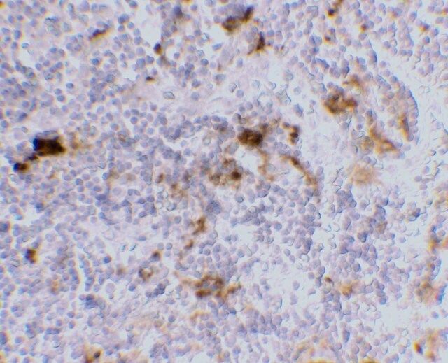 Monoclonal Anti-DC-SIGN [8B6] antibody produced in mouse