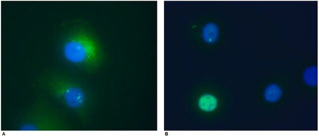 Monoclonal Anti-DAXX antibody produced in mouse