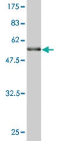 Monoclonal Anti-BRMS1 antibody produced in mouse