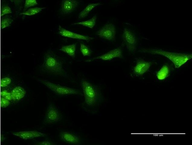 Monoclonal Anti-CAMLG, (N-terminal) antibody produced in mouse