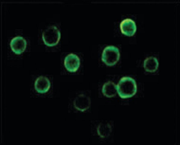 Monoclonal Anti-BTK antibody produced in mouse