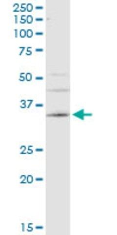 Monoclonal Anti-CA4 antibody produced in mouse