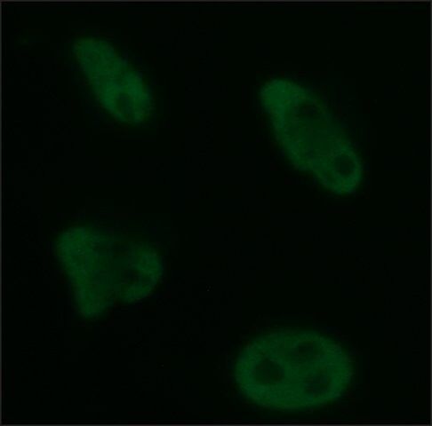 Monoclonal Anti-Brg1 antibody produced in rat