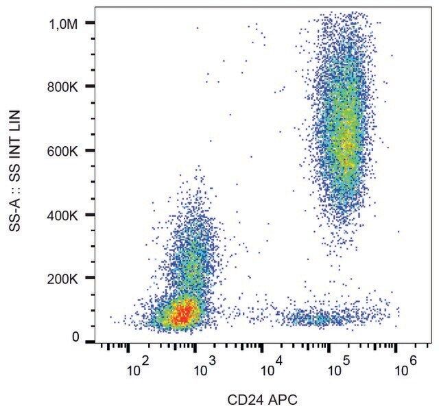 Monoclonal Anti-CD24 antibody produced in mouse